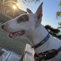 adopt-pet