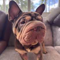 Thumbnail photo of Fonzi #1