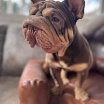 Thumbnail photo of Fonzi #2