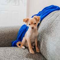 adopt-pet