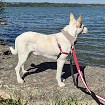 Thumbnail photo of Major #4