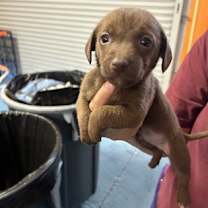 Thumbnail photo of Thing 1* #1