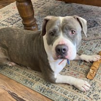 adopt-pet