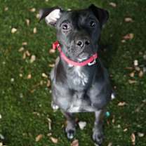 Thumbnail photo of Batman #3