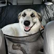 Thumbnail photo of Pyrenees golden retriever mix #4