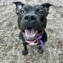 adopt-pet