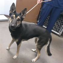 adopt-pet
