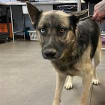 adopt-pet