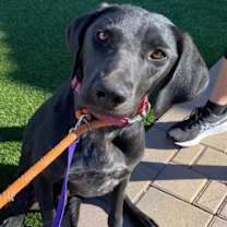 adopt-pet