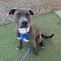 adopt-pet