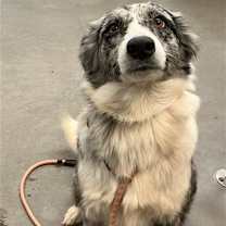 adopt-pet