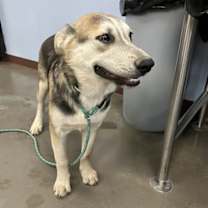 adopt-pet