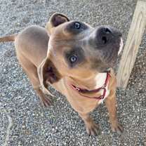 Thumbnail photo of Weezer #3