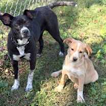 Thumbnail photo of Ginger #2