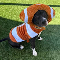 Thumbnail photo of Scrabble #1