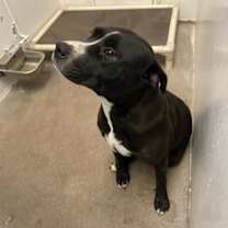 adopt-pet