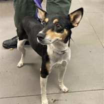 adopt-pet