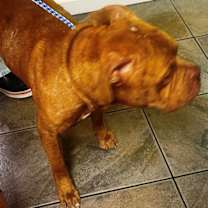 Thumbnail photo of Drake #4