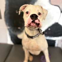 Thumbnail photo of Hercules the 3rd #2