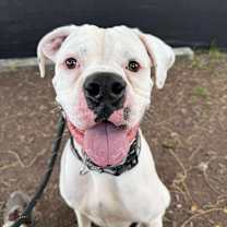 Thumbnail photo of Hercules the 3rd #3