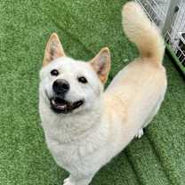 Thumbnail photo of Nari #4