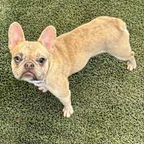 adopt-pet