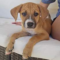 adopt-pet