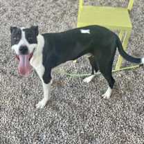 adopt-pet