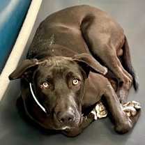 adopt-pet