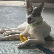 Thumbnail photo of Chance #4