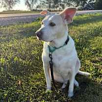 Thumbnail photo of Snowie #4