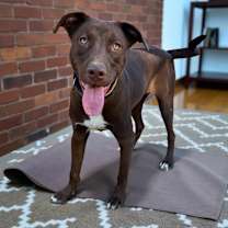 Thumbnail photo of Rowdy #2