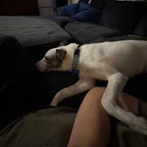 Thumbnail photo of Daisy #2