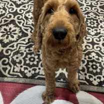 Thumbnail photo of Goldendoodle Giselle #1