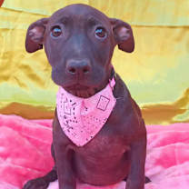 Thumbnail photo of Luzzie #1