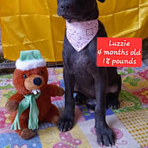 Thumbnail photo of Luzzie #2