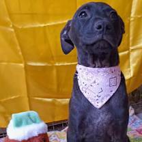 Thumbnail photo of Luzzie #3