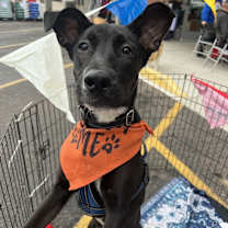 Thumbnail photo of Panther #1