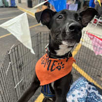 Thumbnail photo of Panther #2