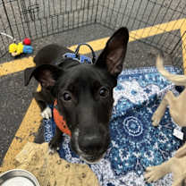 Thumbnail photo of Panther #3