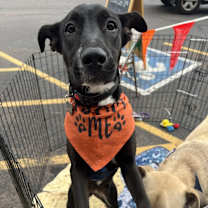 Thumbnail photo of Panther #4