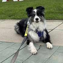 Thumbnail photo of Fig CA #3