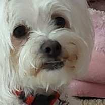 Thumbnail photo of Pistachio #3