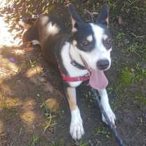 Thumbnail photo of Cool Kelpie! #3