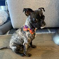 Thumbnail photo of Bonnie - Bethany Pup #3