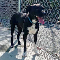 Thumbnail photo of Dillon #3