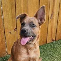 Thumbnail photo of Donna KA #1