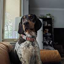 Thumbnail photo of Maisie (fka Seneca) #3