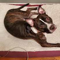 Thumbnail photo of Odin #1