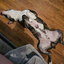 Thumbnail photo of Odin #2